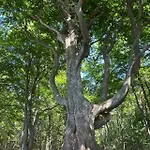Moja Debina Lux 1, Z Pokojem Dziennym, Jedna Sypialnia I Antresola, Blisko Plazy Debina (Ustka)