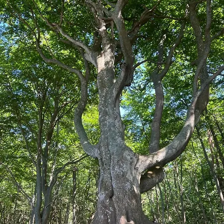 Moja Debina Lux 1, Z Pokojem Dziennym, Jedna Sypialnia I Antresola, Blisko Plazy Debina (Ustka)