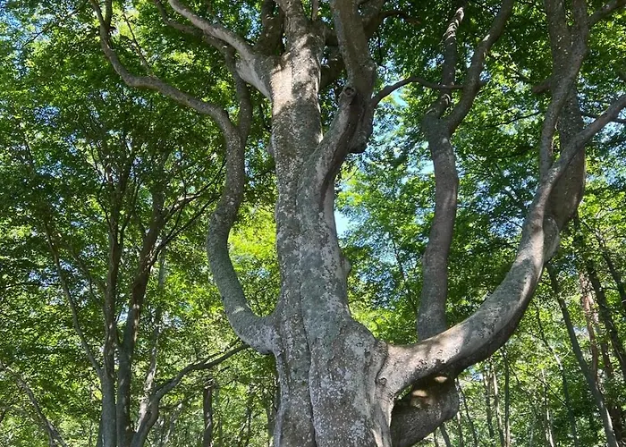 Moja Debina Lux 1, Z Pokojem Dziennym, Jedna Sypialnia I Antresola, Blisko Plazy Debina (Ustka)